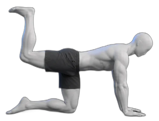 Leg lifts on hands and knees, end position